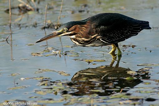 Little green heron, where have you been?-green-heron-2-b.jpg