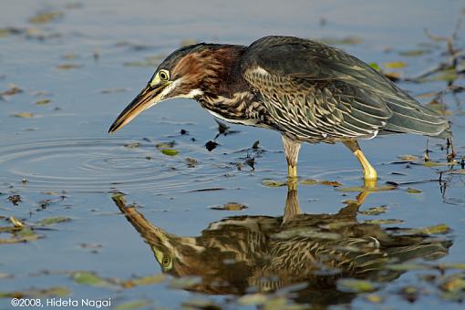 Little green heron, where have you been?-green-heron-2-c.jpg