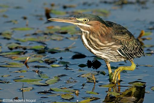 Little green heron, where have you been?-green-heron-2-d.jpg