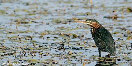 Little green heron, where have you been?-green-heron-2-e.jpg