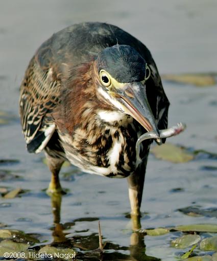 Little green heron, where have you been?-green-heron-3-.jpg