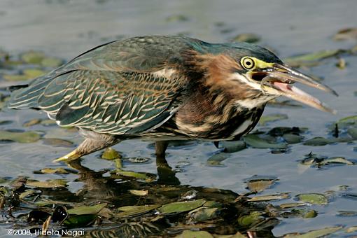 Little green heron, where have you been?-green-heron-3-b.jpg