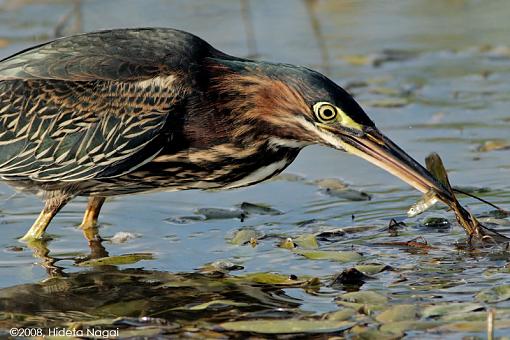 Little green heron, where have you been?-green-heron-3-c.jpg