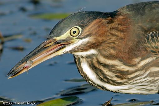 Little green heron, where have you been?-green-heron-3-d.jpg