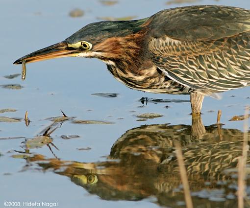 Little green heron, where have you been?-green-heron-3-e.jpg