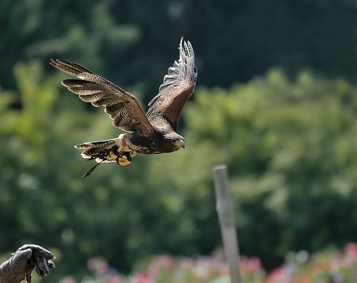 Some photos from a falconry show-hawk-flight-2.jpg