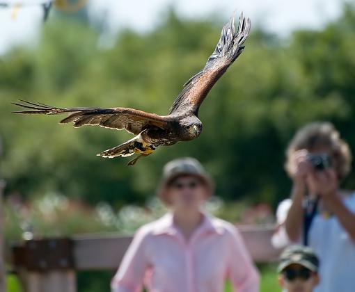 Some photos from a falconry show-hawk-flight-3.jpg