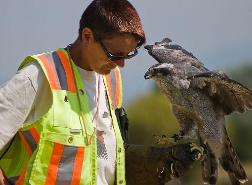 Some photos from a falconry show-listen.jpg