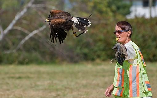 Some photos from a falconry show-release.jpg