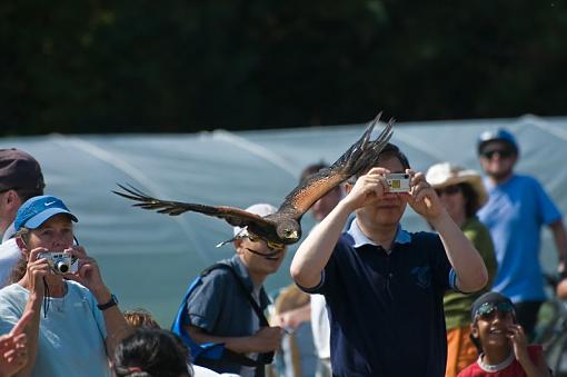 Some photos from a falconry show-what-he-shooting.jpg