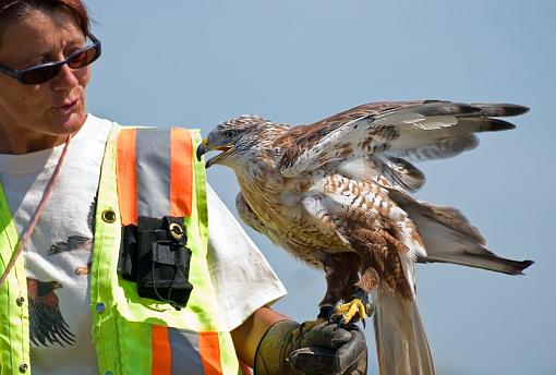 Some photos from a falconry show-talking.jpg