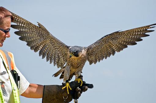 Some photos from a falconry show-stretching.jpg