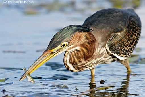 Little green heron, where have you been?-green-heron-take-2-1-1.jpg