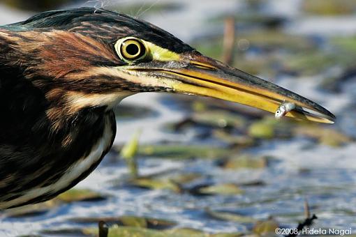 Little green heron, where have you been?-green-heron-take-2-1-2.jpg