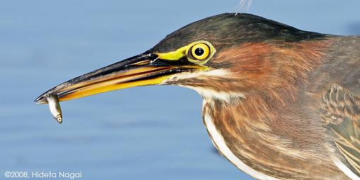 Little green heron, where have you been?-green-heron-take-2-1-3.jpg