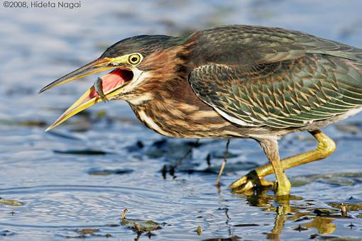 Little green heron, where have you been?-green-heron-take-2-1-4.jpg