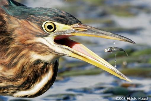 Little green heron, where have you been?-green-heron-take-2-1-5.jpg