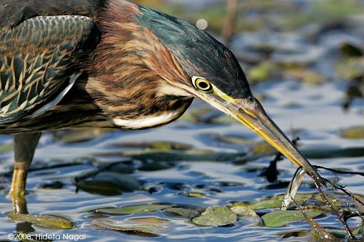 Little green heron, where have you been?-green-heron-take-2-2-1.jpg