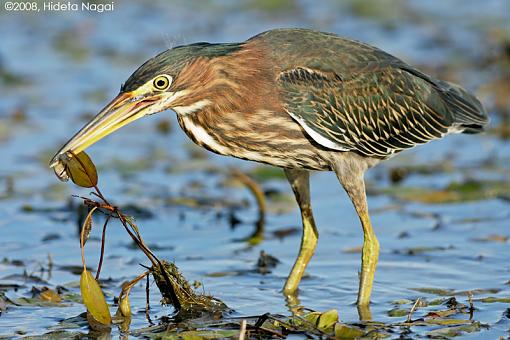 Little green heron, where have you been?-green-heron-take-2-2-2.jpg