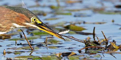 Little green heron, where have you been?-green-heron-take-2-2-3.jpg