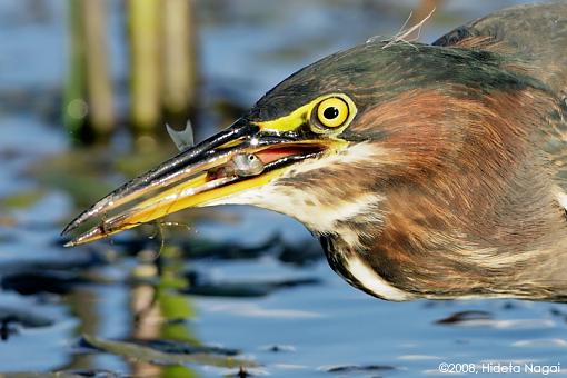 Little green heron, where have you been?-green-heron-take-2-2-4.jpg