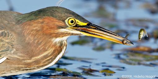 Little green heron, where have you been?-green-heron-take-2-2-5.jpg