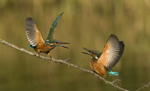 2 Kingfishers arguing-2.jpg