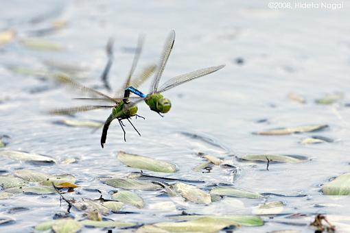 Have you ever witnessed a dragonfly attack?-dragon-attack-1.jpg