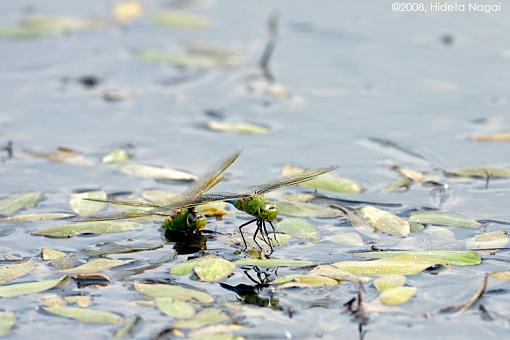 Have you ever witnessed a dragonfly attack?-dragon-attack-2.jpg