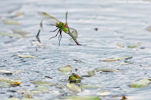 Have you ever witnessed a dragonfly attack?-dragon-attack-3.jpg