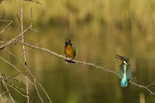 Territorial rights Kingfisher-no-1.jpg