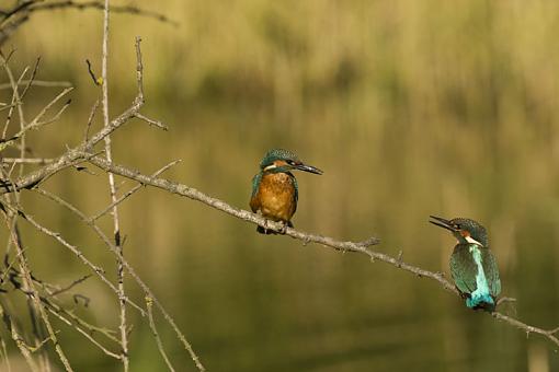 Territorial rights Kingfisher-no-2.jpg