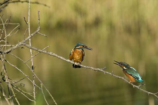 Territorial rights Kingfisher-no-3.jpg