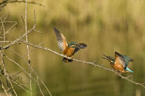 Territorial rights Kingfisher-no-4.jpg