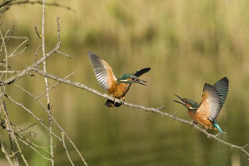 Territorial rights Kingfisher-no-5.jpg