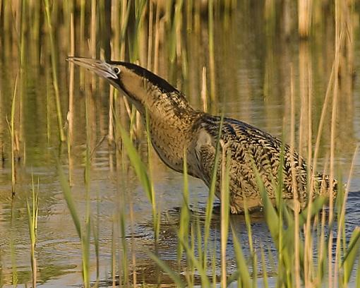 Bittern UK.-bit.jpg