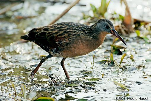 A day in the life of a marsh in distress-marsh-.jpg