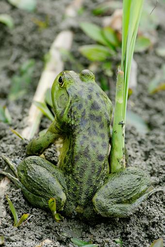 A day in the life of a marsh in distress-marsh-b.jpg