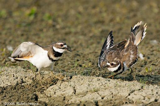 A day in the life of a marsh in distress-marsh-c.jpg