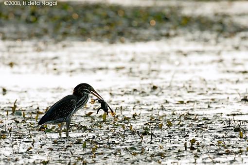 A day in the life of a marsh in distress-marsh-u.jpg