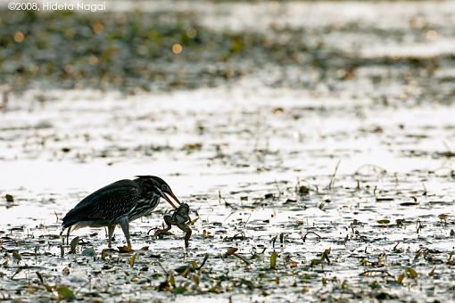 A day in the life of a marsh in distress-marsh-v.jpg