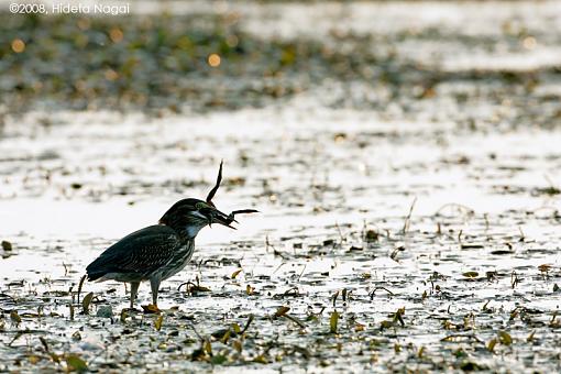 A day in the life of a marsh in distress-marsh-w.jpg