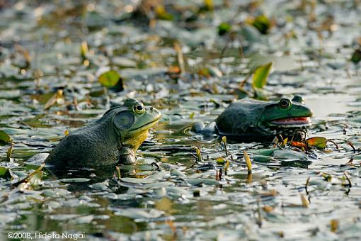 A day in the life of a marsh in distress-marsh-x.jpg