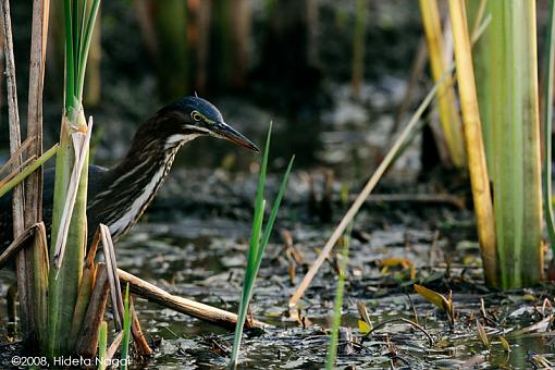 A day in the life of a marsh in distress-marsh-y.jpg