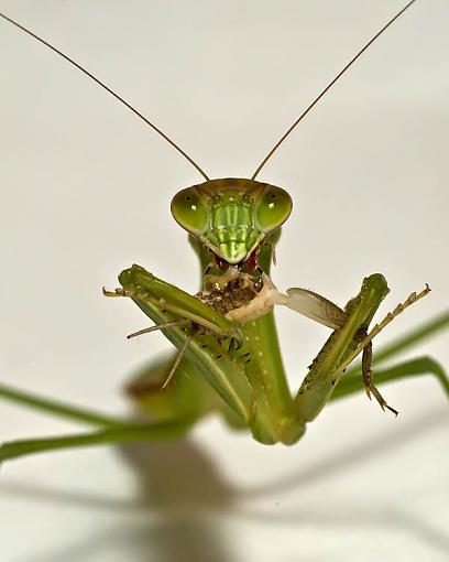 Hungry Hungry Mantis-mantis.jpg