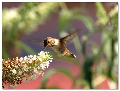 Out and about today-hummer1.jpg