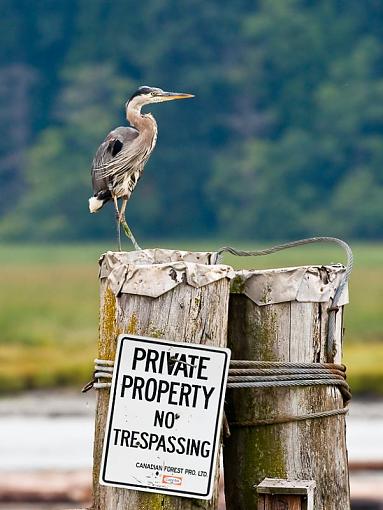 Heron on Sentry-heron-sentry.jpg