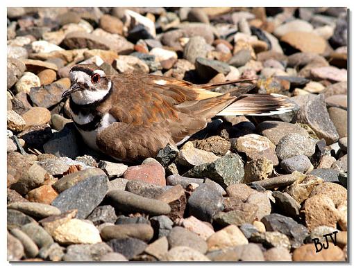 Killdeer-image5.jpg