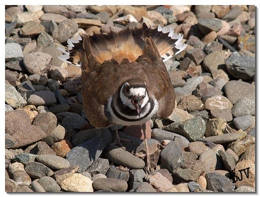 Killdeer-image3.jpg