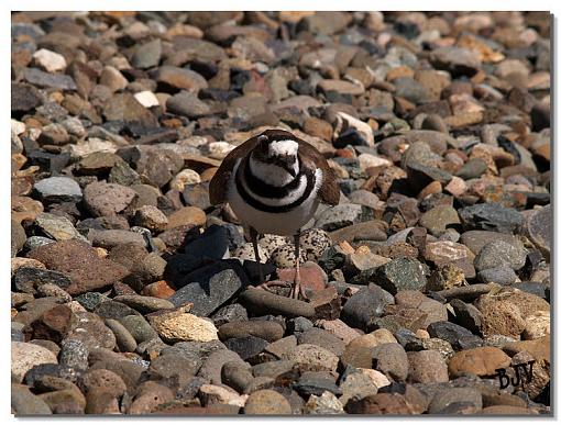 Killdeer-image9.jpg